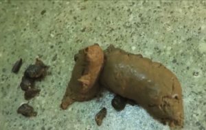 compilation scat