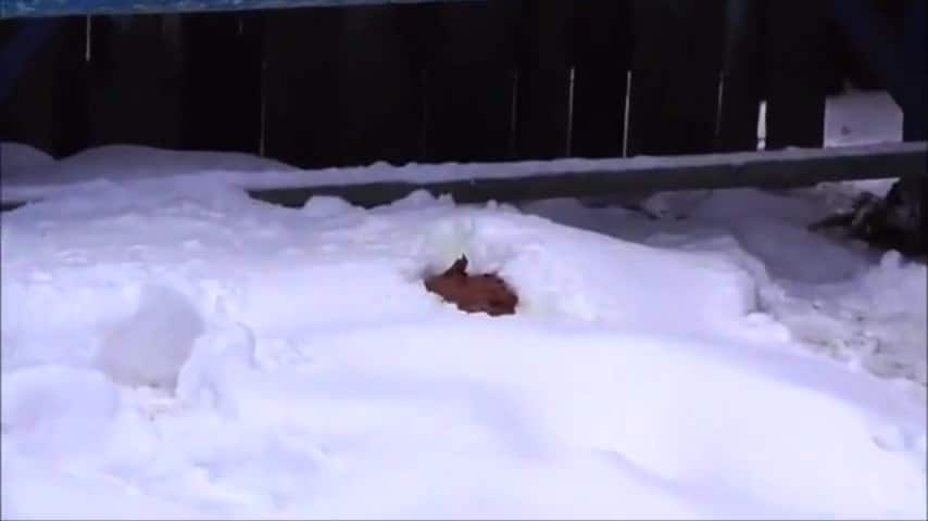 Caca dans la neige